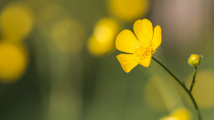 Buttercups flower macro