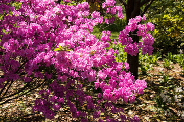 Rhododendron