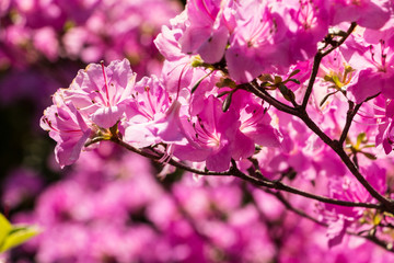 Obraz premium Rhododendron