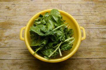 Spinacia oleracea Spinach Espinaca Spinacio Шпинат огородный