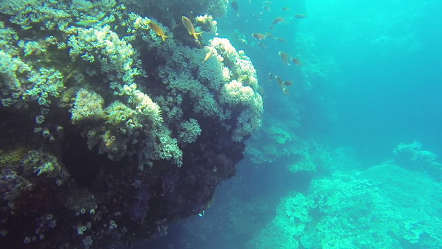 coral reef snorkling n Philippines