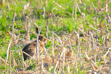 Brown wild rabbit on the meadow