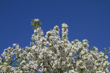 Blütenpracht im Frühling - blühender Zierapfelbaum