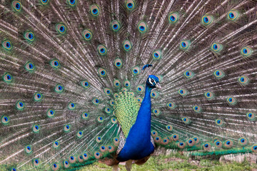 Naklejka premium Pavone con ruota