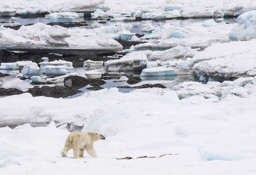 Polar bear in natural Arctic habitat + Spitsbergen, Svalbard