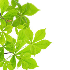 Fototapeta na wymiar Card whith chestnut green leaves isolated on white background.