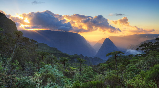 Fototapeta Forêt tropicale de La Réunion.