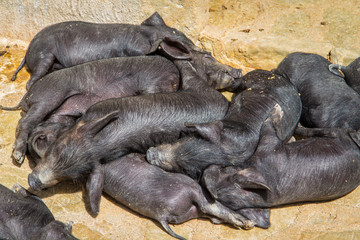 Das schwarze Mallorcaschwein