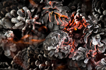 burnt in the fire of pine cones