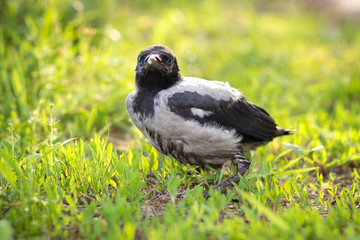 chick crows