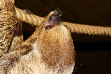 Luiaard hangt rustig. © photoPepp