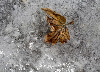 Yellow Leaf on Ice