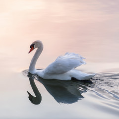 Obraz premium Sunset swan