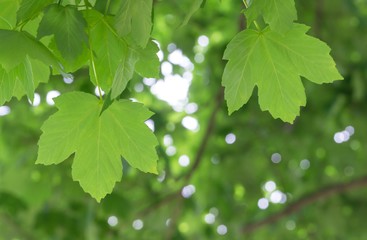 Fototapeta na wymiar Grüne Ahornblätter im Sommer