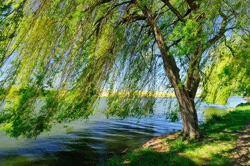 Photo sur Plexiglas Lac / étang Saule pleureur au bord du lac
