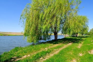 Weeping willow by the lake - obrazy, fototapety, plakaty