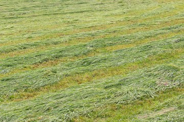 Frisch geschnittenes hohes Gras