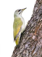 Fototapeta premium Grey-headed Woodpecker on white