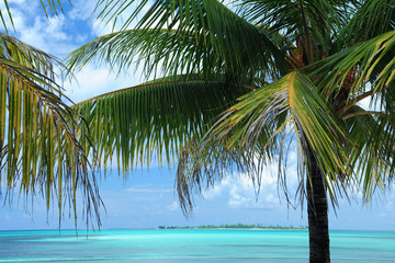 Fototapeta na wymiar Tropische Palme vor dem Meer