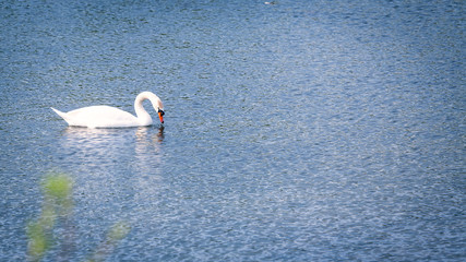 White mute swan on the lake