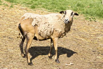 Kamrunschaf steht auf der Weide und verliert seine Winterwolle.
