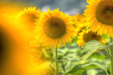 Obraz premium 向日葵