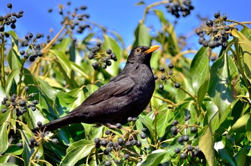 Männliche Amsel (Turdus merula)