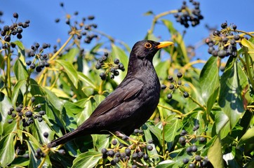 Amsel (Turdus merula) sitzt in Beerenhecke