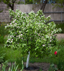 Дерево айвы