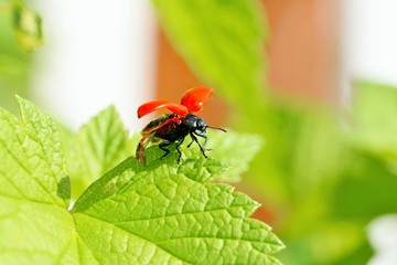 Lilioceris cheni, the air potato beetle