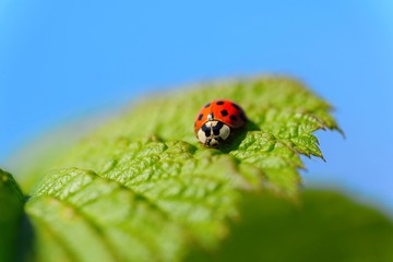 Coccinellidae are known as  ladybugs.