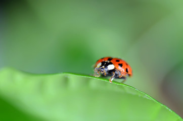 Marienkäfer auf Blattlausjagd