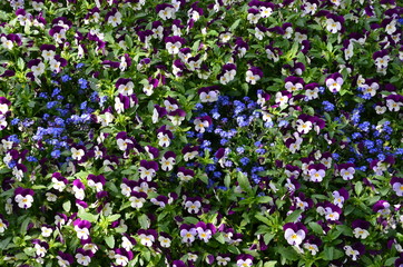 Blumenmeer aus Stiefmütterchen und Vergissmeinnicht