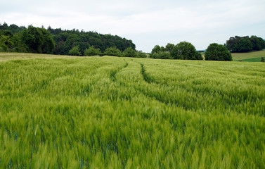 Obraz premium Junges Getreide