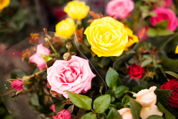 Beautiful flowers