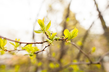 Spring leaves