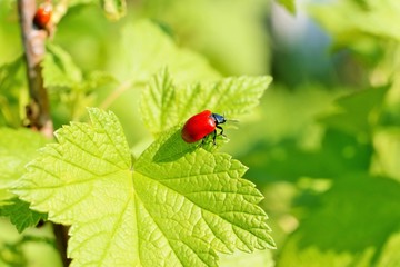 Lilioceris cheni, the air potato beetle