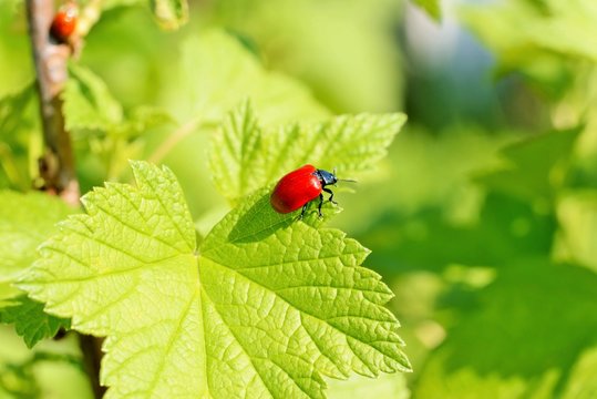 Lilioceris cheni, the air potato beetle