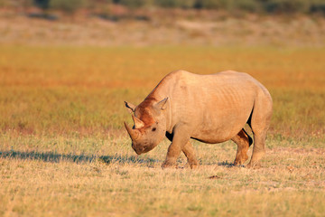 A black (hooked-lipped) rhinoceros, South Africa