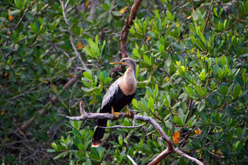 Anhinga Bird Ding Darling Wildlife Refuge Sanibel Florida