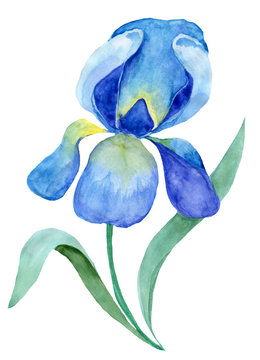 Single flower of Iris