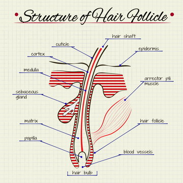 Vector drawing of the structure of human hair