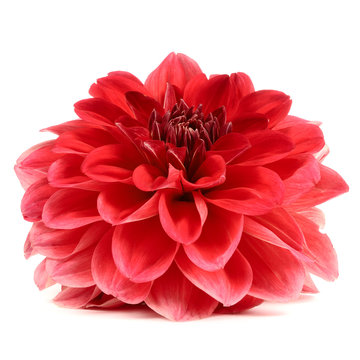 Red Dahlia Flower Isolated on White Background