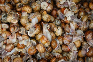 Several alive snails