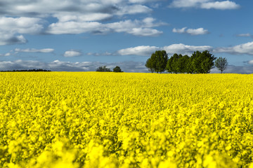 Fototapeta premium Rapsfeld bei Sonnenschein, Baumgruppe, blauer Himmel mit Wolken