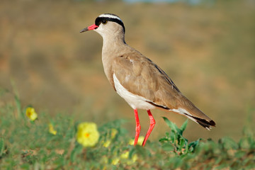 A crowned plover in natural habitat, South Africa          