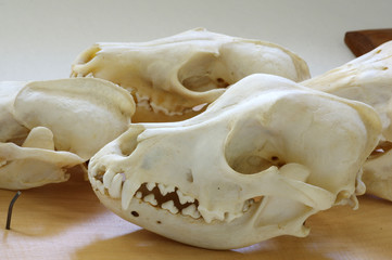 animals skulls dogs