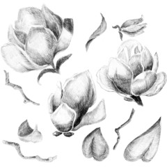 Obraz premium Flower sketch set