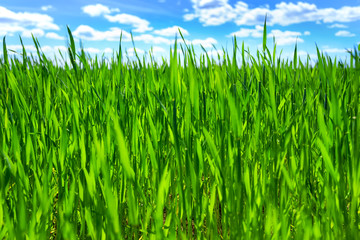 Obraz premium Grass and blue sky