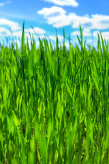 Obraz premium Grass and blue sky